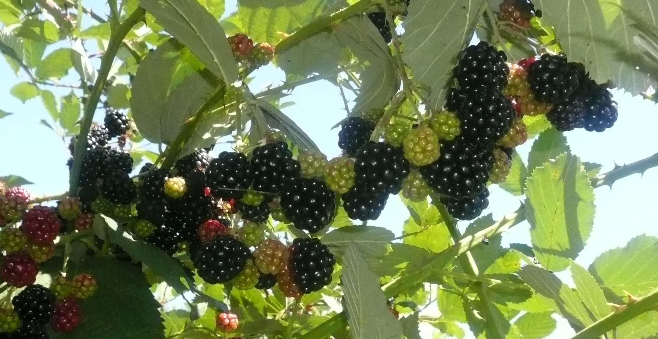 On my knees picking blackberries